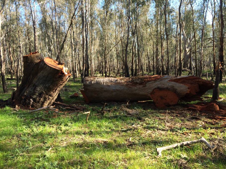 Timber cut to sell for firewood at a TSR in the region. Photo: Supplied. 