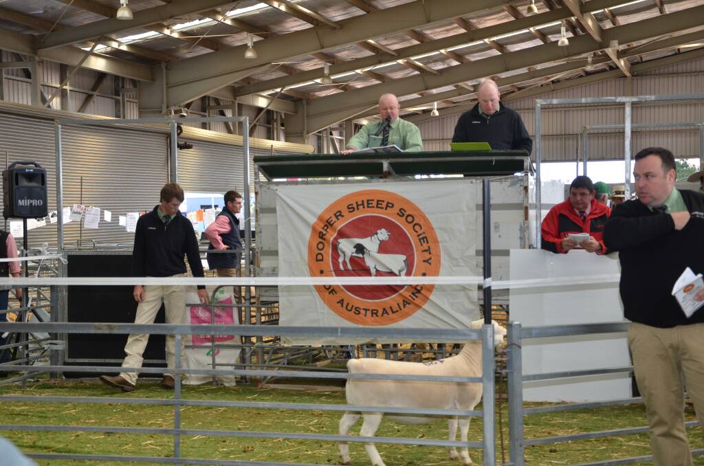 The Landmark team were on hand at this years 13th National Dorper and White Dorper Sale, held at the Dubbo Showgrounds on Wednesday.PHOTO: TAYLOR JURD