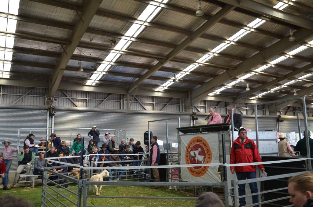 Now in its thirteenth year, the National Dorper and white Dorper Sale, held at the Dubbo Showgrounds last week, atracting buyers and vendors from across the nation.PHOTO: TAYLOR JURD