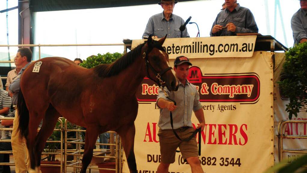 Emirates Park stud handler Kylan Kennedy leads a Mutawaajid-sired filly around during the Annual Dubbo Thoroughbred Yearling Sale. Photo: JOSH HEARD