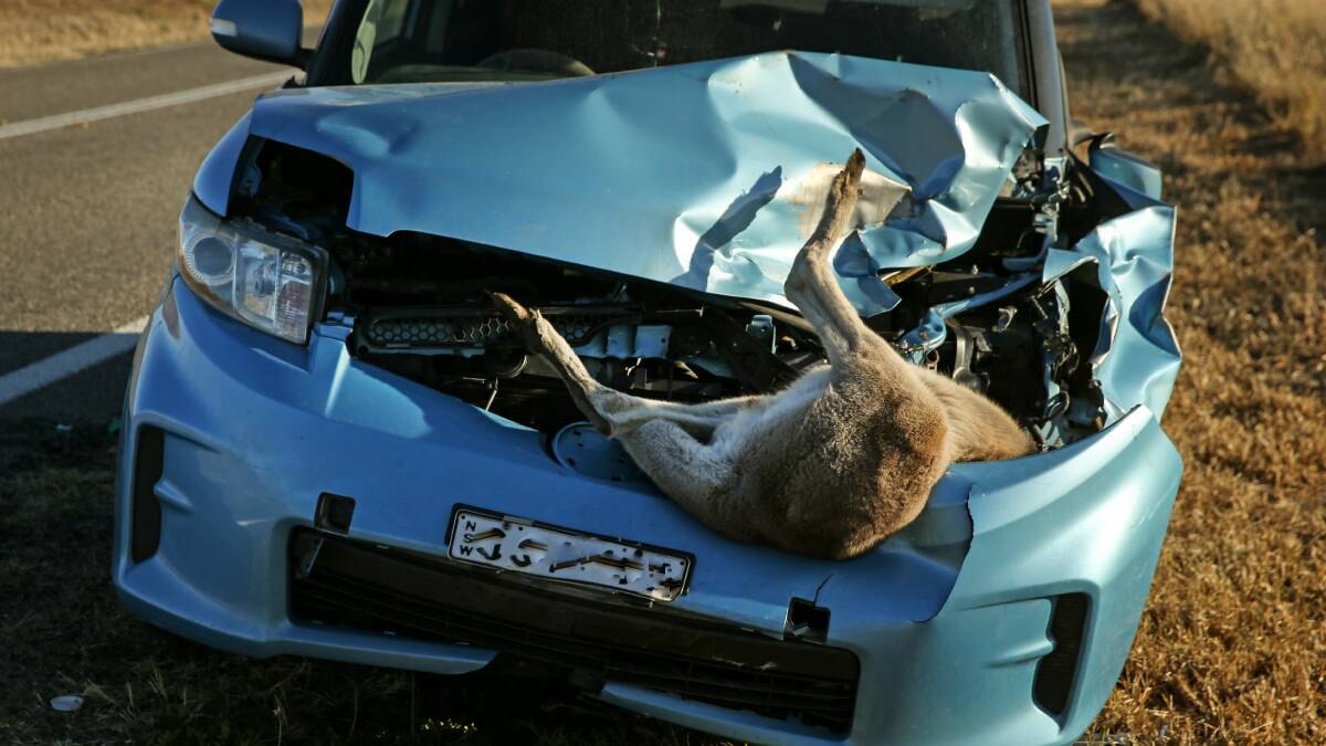 BIG HIT: Budget Direct claim an animal accounts for 5 per cent of all collision types and kangaroo collisions account for 9 out of 10 road accidents involving animals. 