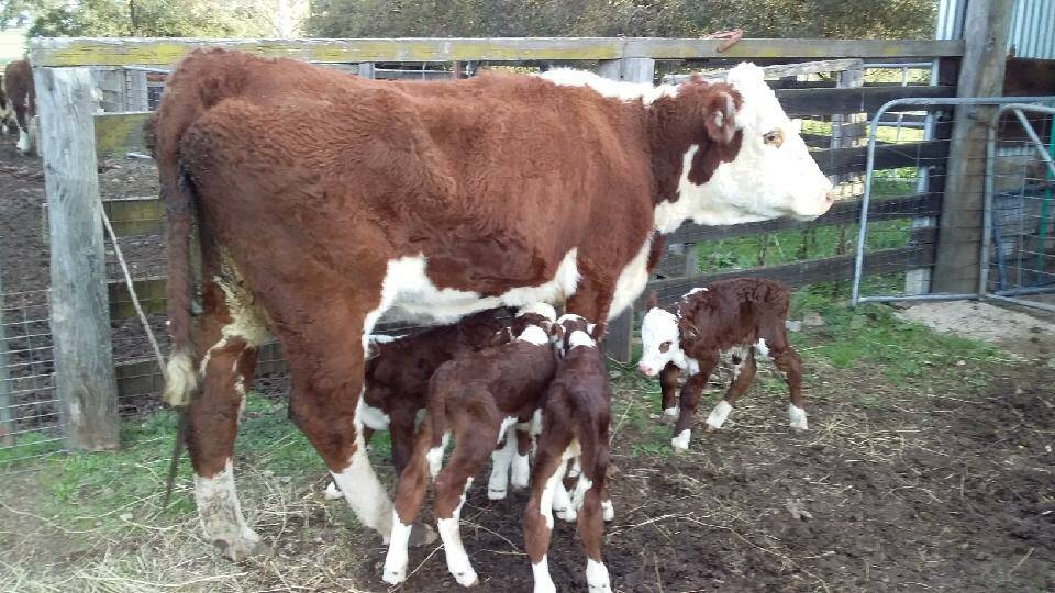The Ingram family's four calves were the first to be sired by Mawarra Five Star and were all naturally conceived and delivered without any intervention from the Ingrams. Photo: Supplied 