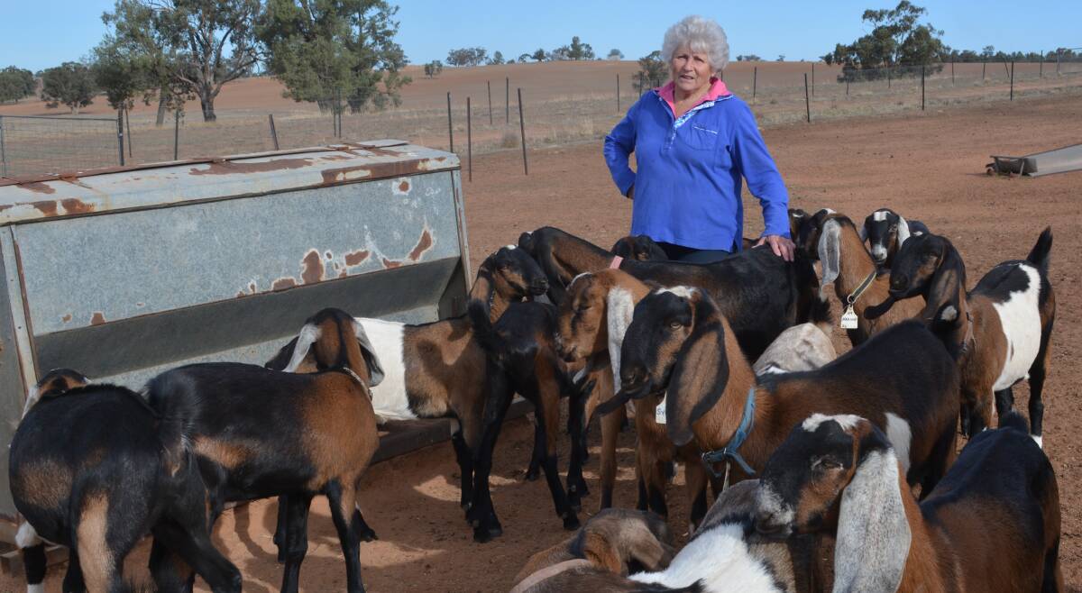 Jennifer Jones from Illoura Park Anglo-Nubians, Yandilla, Forbes, has exported her goats to stud producers from over five countries. 
