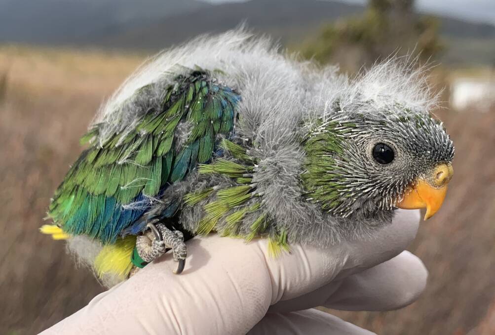 The orange-bellied parrot - native to South-West Tasmania - is among the world's most endangered birds. Picture: Dr Dejan Stojanovic/ANU