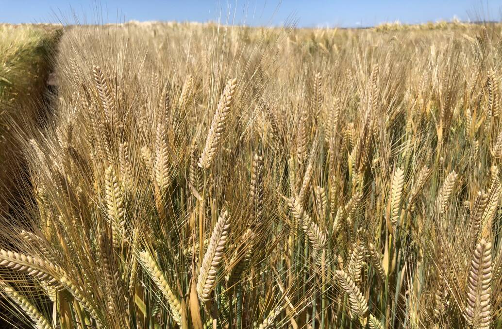 Australian barley exporters are on the hunt for alternatives to China.