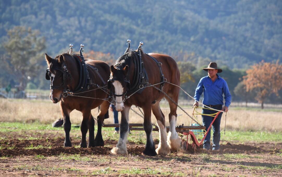 Cowra's Jason Gavenlock and his Australian Draught horses won the 2019 Golden Plough when the event made a return at Eugowra.