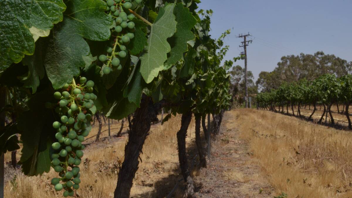 PROMISING: Bunches of grapes hang on the vines in the dry fields at Montoro Wines. Photo: DAVID FITZSIMONS