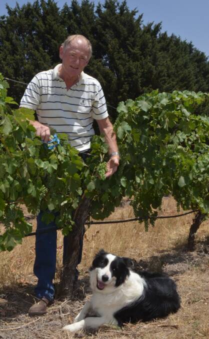 TOP TEAM: Montoro Wines owner Bob Derrick examines some of his vines with Bailey, the cellar door dog. Photo: DAVID FITZSIMONS