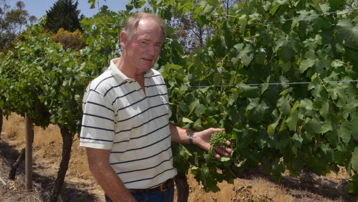 RED WINE: Bob Derrick examines the crop at Montoro Wines. Photo: DAVID FITZSIMONS