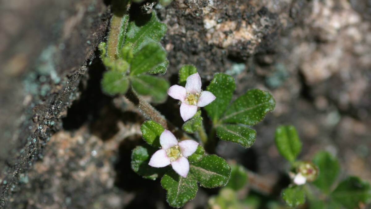HOPE: Zieria obcordata is currently found in only two small populations near Wellington and Bathurst. Photo: CONTRIBUTED