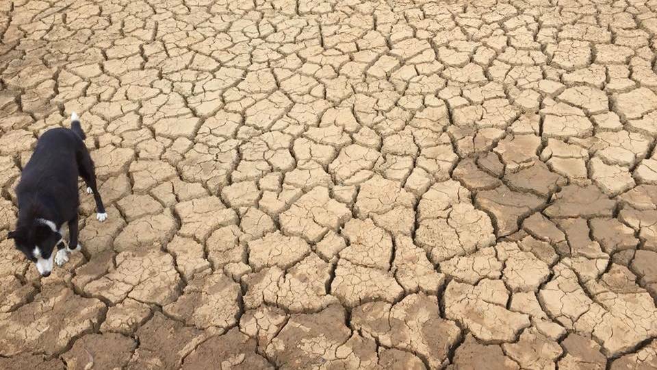 DRY: The drought is taking hold in Coonabarabran, with water a precious resource as the town sits on level six water restrictions. Photo: Peter Small