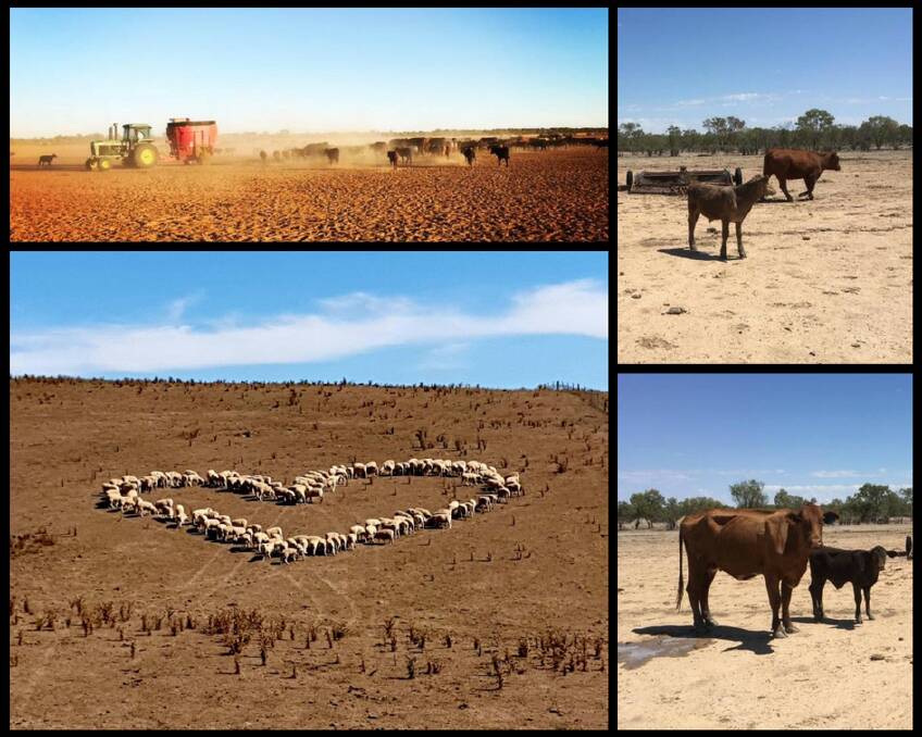 WESTERN NSW: Top left: cattle at "One Tree", north of Broken Hill. Picture: Tennille Siemer. Bottom left: sheep grazing at Oberon create a heart shape. Picture: Brayden Gilmore. Top right and bottom right: cattle at Brewarrina. Pictures: Clare Kesby.
