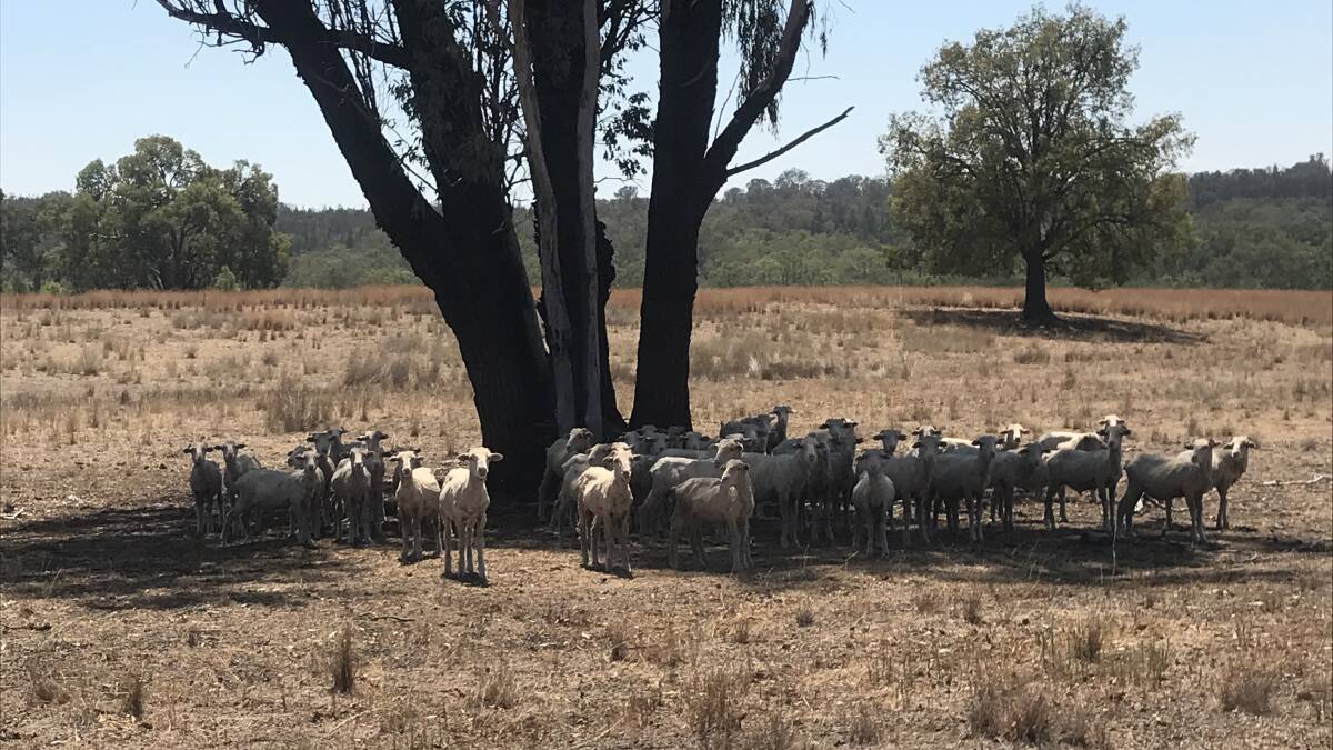 Sheep at the Gum Flat property where Police are investigating the disappearance of 36 sheep. Imaged supplied by NSW Police Rural Crime facebook.