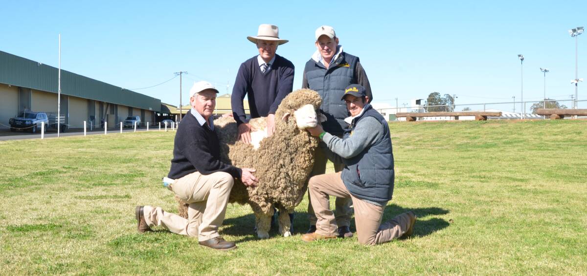 A syndicate of five Merino studs in New Zealand, Victoria and NSW combined to pay the $31,000 top price for this Roseville Park Poll Merino ram. Pictured is NSW buyer, Jim Darmody, Wantana Hills stud, Boorowa, with consultant, Chris Bowman, Hay, who purchased the ram, Roseville Park co-principal Matthew Coddington and Grant Judd.