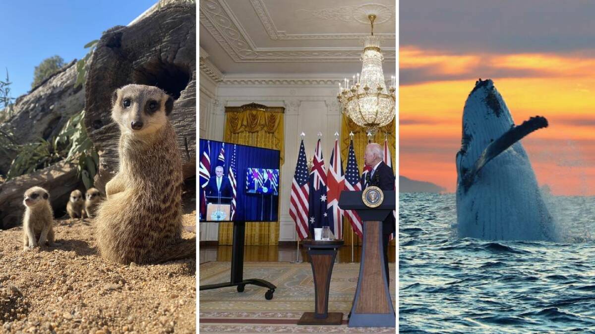 THE WEEK IN VIDEOS: Meerkat babies, forgotten names and hundreds of breaching whales.