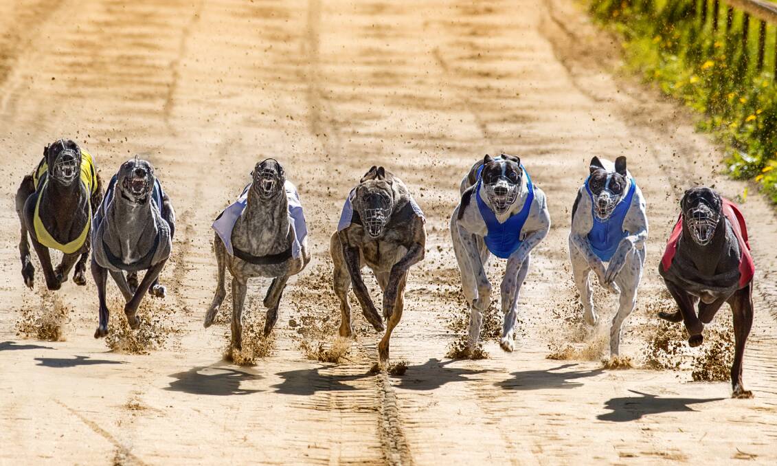 A file picture of a greyhound race. File picture