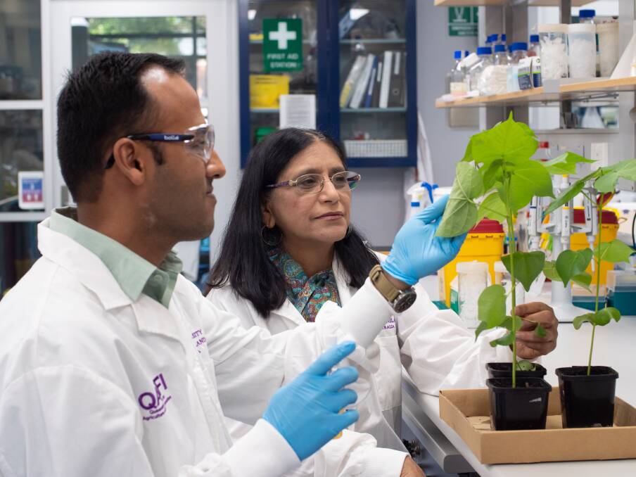 BREAKTHROUGH: University of Queensland PhD candidate Ritesh Jain and BioClay research team leader Professor Neena Mitter have helped develop BioClay. 