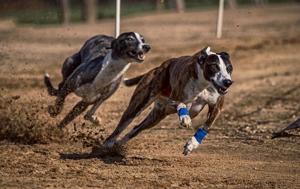 How to win your bets on greyhound racing?