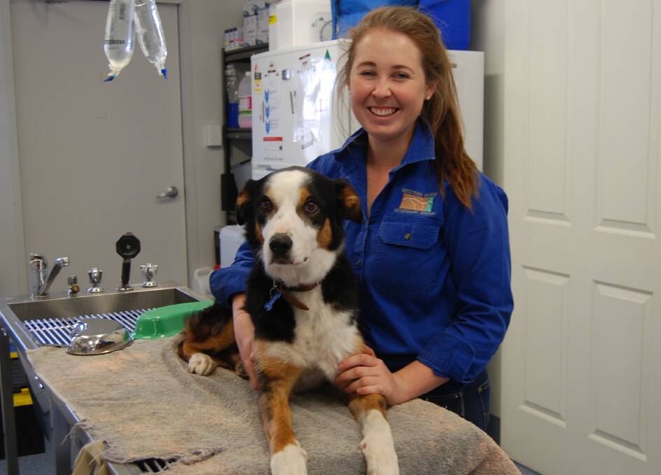 CAUTION: Western Rivers Veterinary Group Veterinarian Hannah Fotheringham reminds owners they need to treat animals as soon as possible after a snake bite. Photo: ZAARKACHA MARLAN