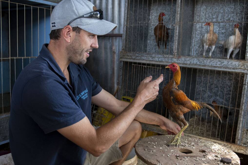 Ryan Harris with one of his modern game bantams, preparing to compete at the Royal Easter Show in Sydney over Easter. Picture by Belinda Soole