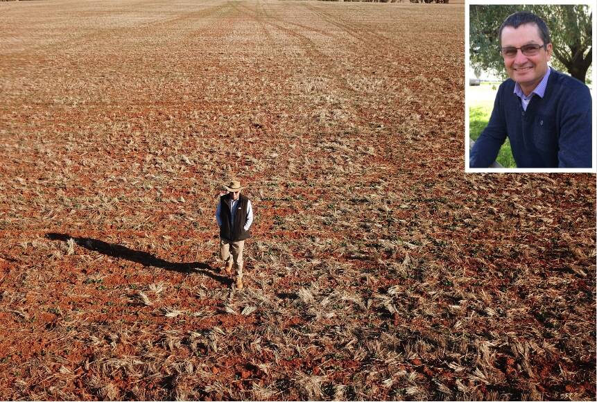 More needs to be done: Alectown farmer Neil Westcott walking across his failed canola crop in 2018. Since 1993 he said they have lost on average about three millimetres of rain per year. Photo: AAP/Dean Lewins
