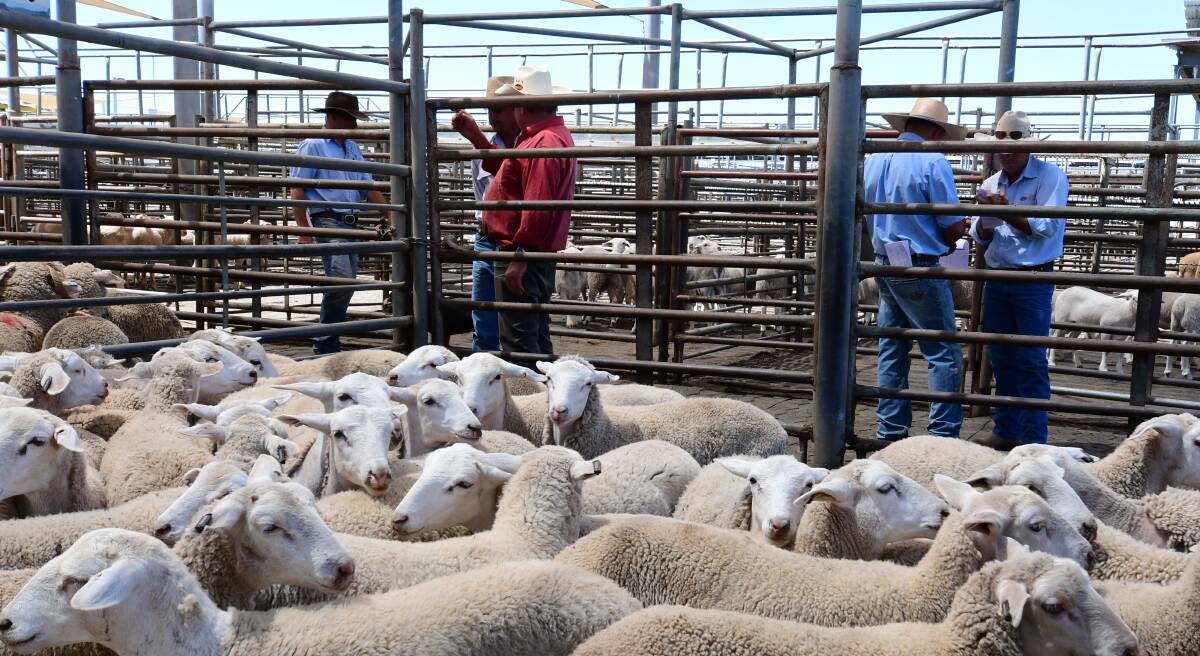 Mixed feelings: According to the latest Rabobank Farmer Confidence survey, NSW farmers outlook in the sheep sector remained relatively sound. Photo: File.