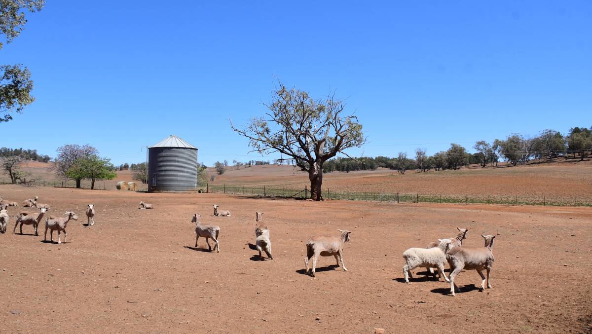 Not forgotten: The NSW DPI Combined Drought Indicator reveals 95.8 per cent of the state is currently experiencing drought. Photo: Amy McIntyre 