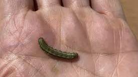 Fall armyworm caterpillar, which has now spread to Georgetown.