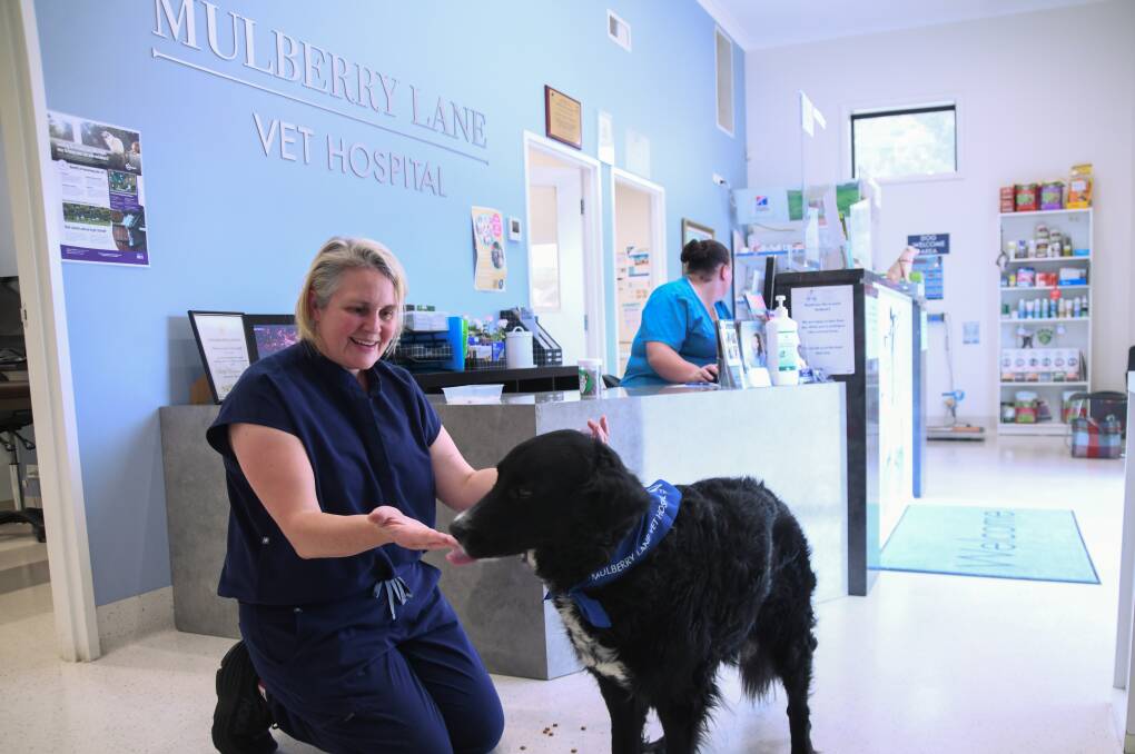 Dr Lucy Downs has enjoyed her role as head vet and owner of Mulberry Lane Vet Hospital. Picture by Carla Freedman