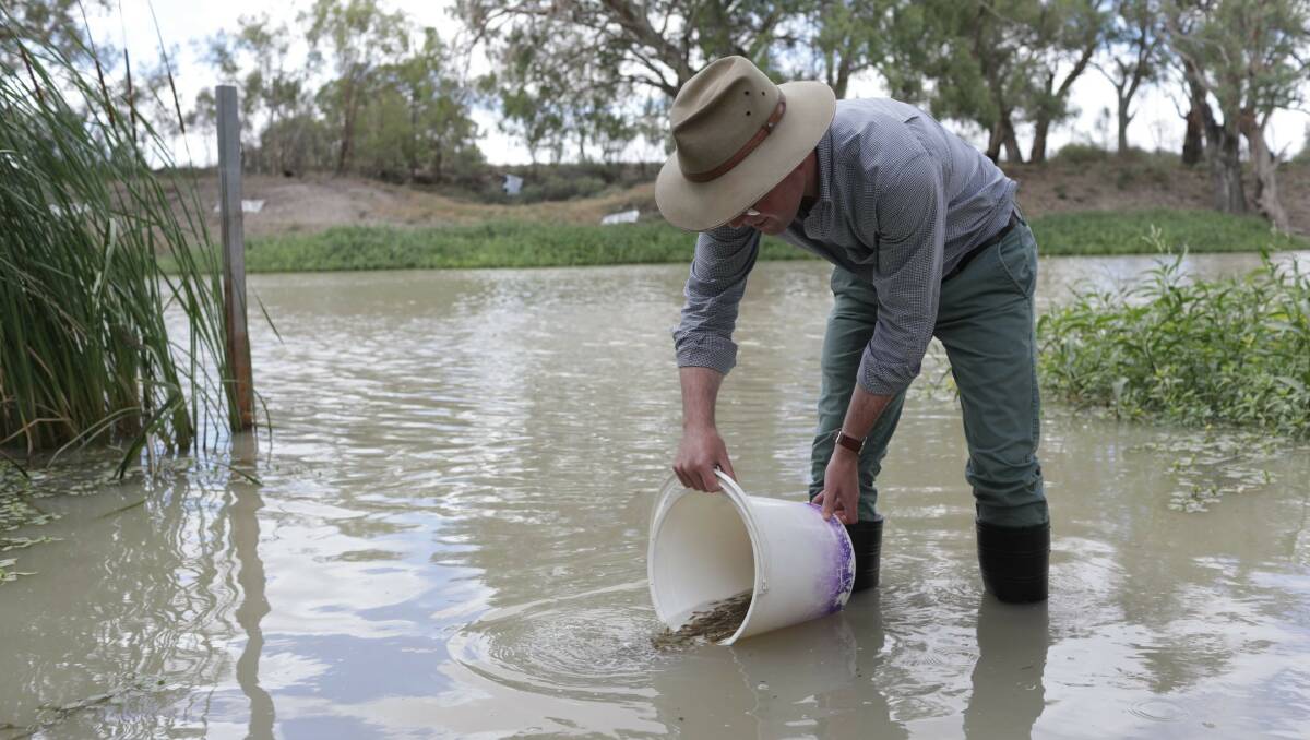 Adam Marshall helps with the restocking of Murray Cod at Menindee.