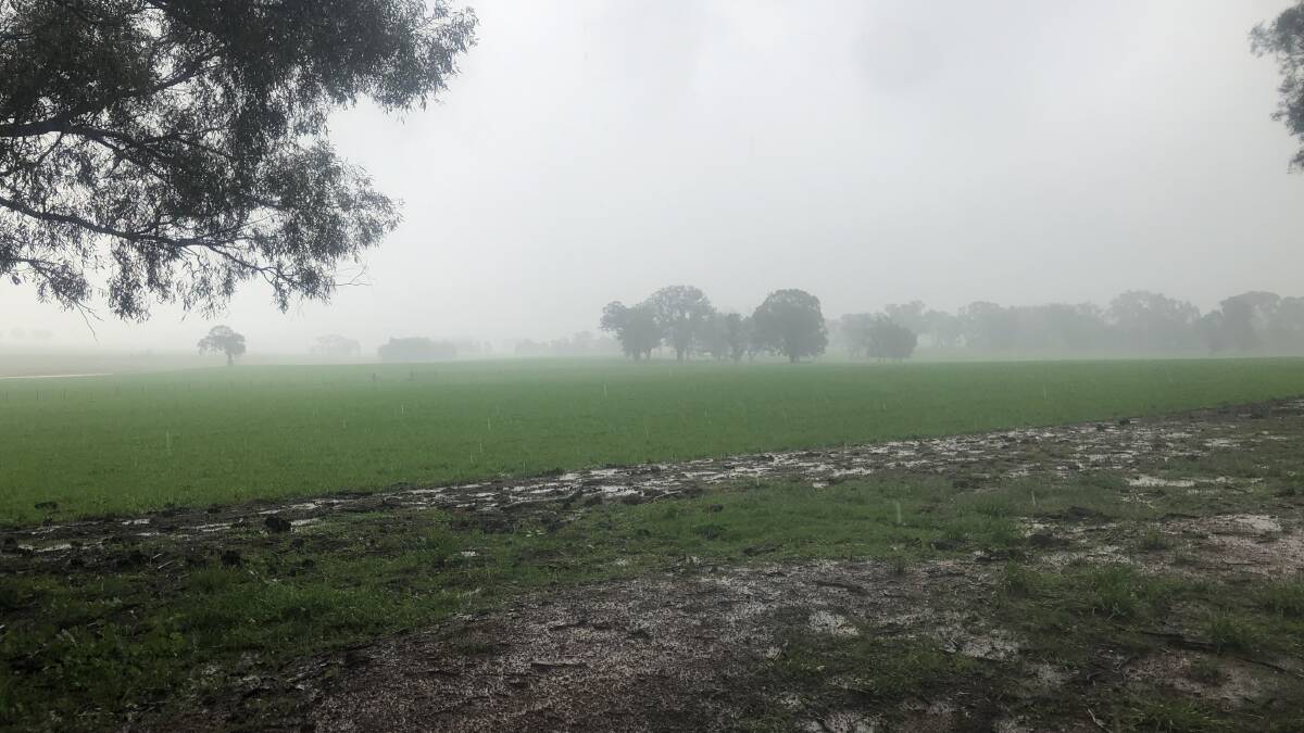 More of the good stuff this week. Photo by Hannah Powe at the last major rain event in early April at Molong.