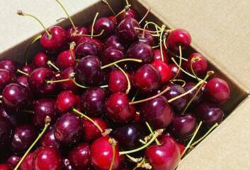 Yummy cherries are always a treat during the festive season. Picture supplied