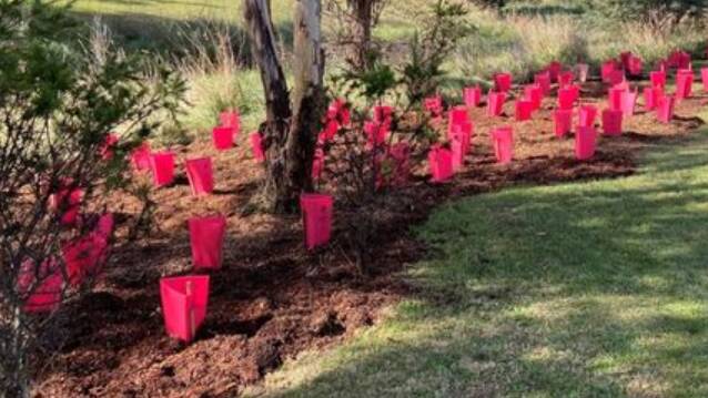 Help the environment by planting native trees.