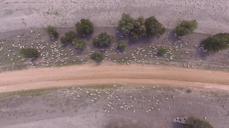 Aerial photo of droving sheep on parched landscape between Dubbo and Collie in December. Photo: Parkdale SRS Poll Merino Stud/ Facebook