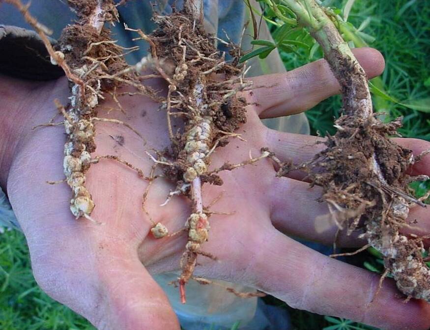 CHANGING THE WAY WE FARM: Lupin roots showing excellent nodulation and healthy rhizosphere from using Microbial Liquid Injection. Photo: YLAD Living Soils
