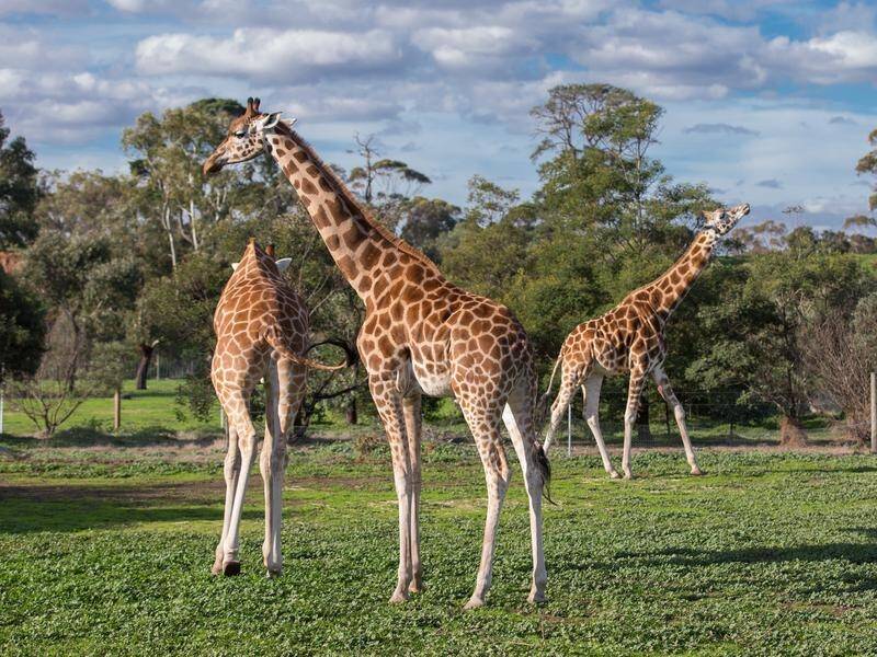 An 11-year-old giraffe named Thembi has died at Werribee Open Range Zoo in Melbourne's west.