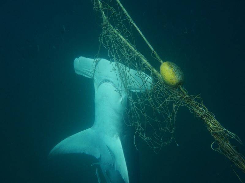 Calls for advanced shark deterrence beyond nets and drum lines are growing.