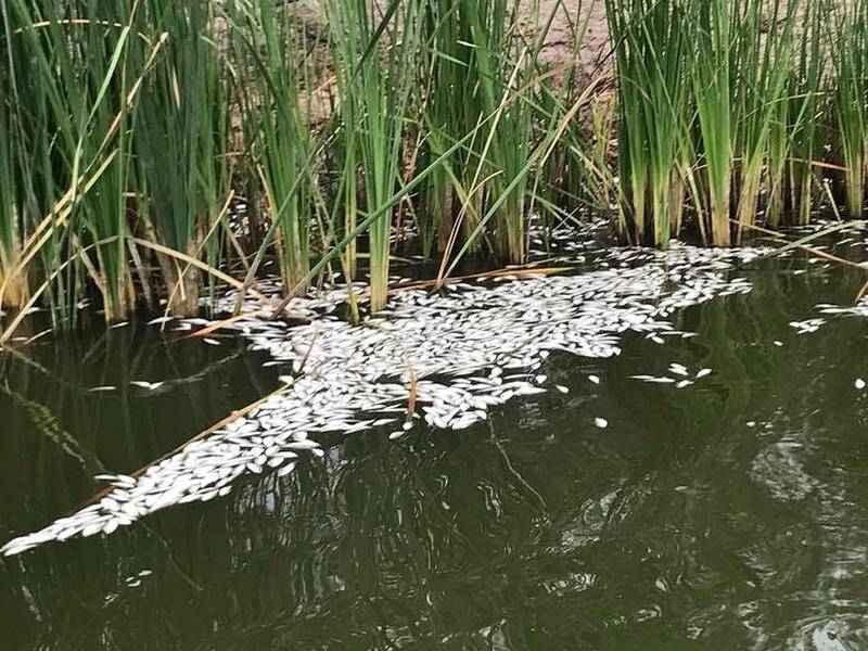 Another mass fish kill in western NSW is being investigated by authorities.