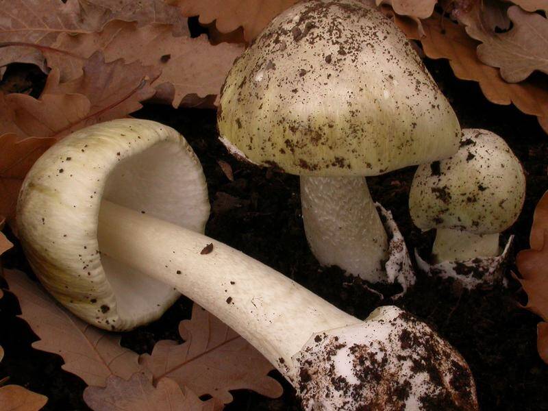 Toxic Death Cap mushrooms have begun growing in Canberra as the temperatures cool.
