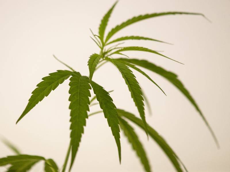 Adults in the ACT can now grow two cannabis plants and possess up to 50 grams of marijuana.