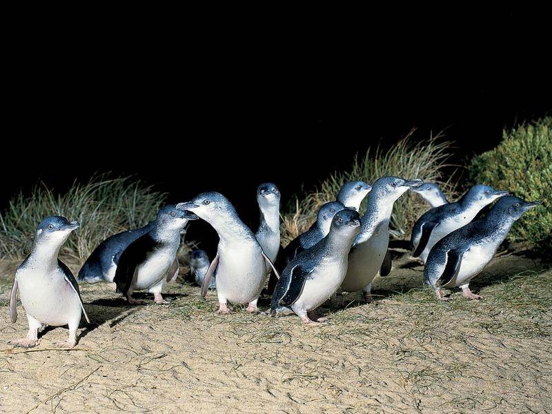 Live Penguin TV is being launched during the Phillip Island penguins' breeding season.