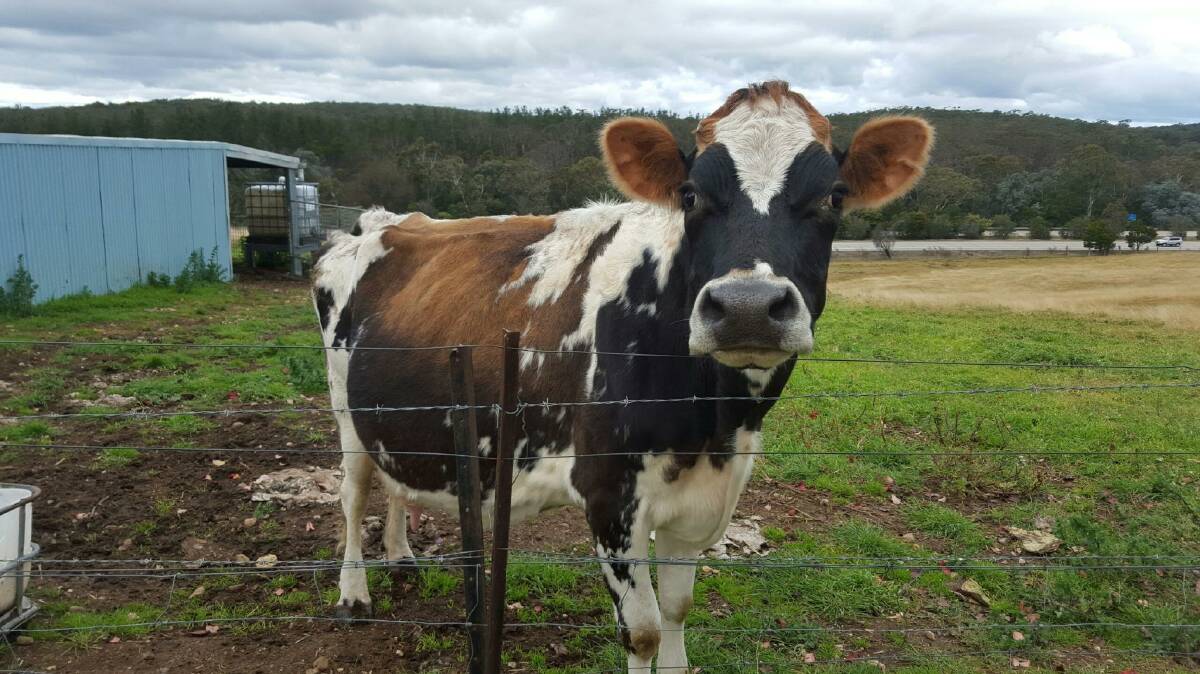 Anna the super cow raises at least four calves at a time including a mob of steers that survived bushfires earlier this year. 
